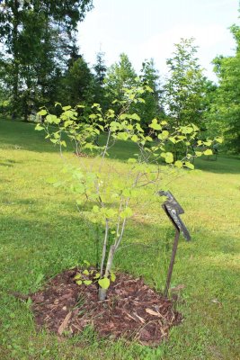 Cercis canadensis 'Pauline Lily' - zmarlika kanadská - jarní habitus